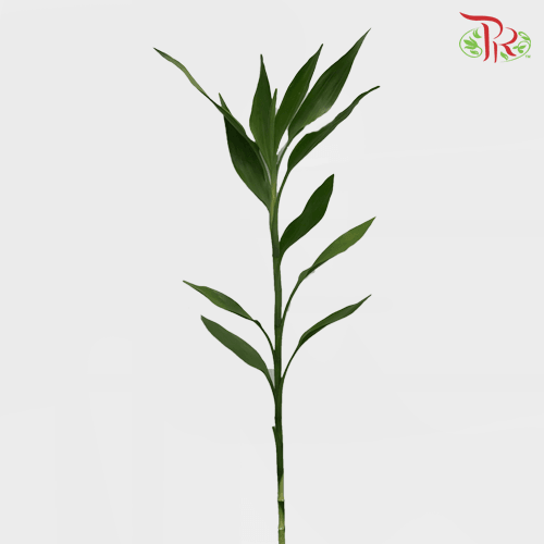 Bamboo Guan Yin - (10 Stems)-Thailand-prflorist.com.my