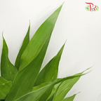 Bamboo Guan Yin - (10 Stems)-Thailand-prflorist.com.my