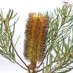 Banksia Spinulosa - Orange (2 Stems)-Orange-Africa-prflorist.com.my