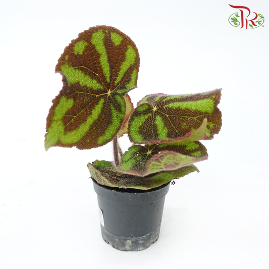 Begonia Masoniana Lonely Rock 120P《彩纹秋海棠》-Pudu Ria Florist-prflorist.com.my