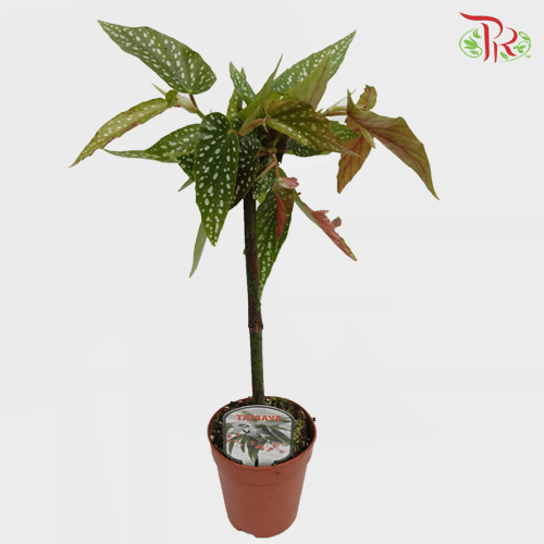 Begonia Tamaya《竹节秋海棠》-Pudu Ria Florist-prflorist.com.my