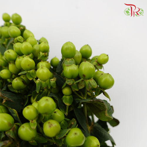 Berry Hypericum - Green (Per Bunch)-Green-China-prflorist.com.my
