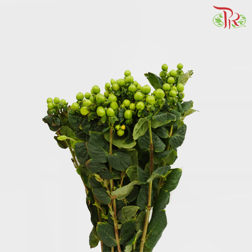Berry Hypericum - Green (Per Bunch)-Green-China-prflorist.com.my
