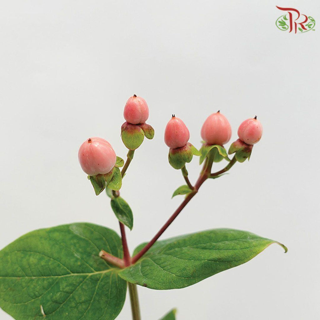 Berry Hypericum - Pink (Per Bunch)-China-prflorist.com.my