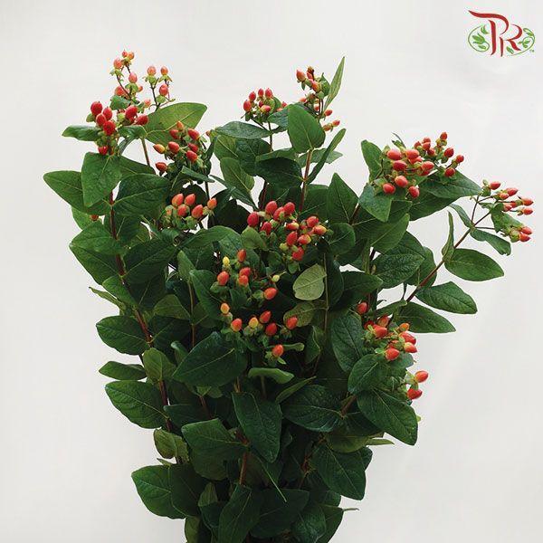 Berry Hypericum - Pink (Per Bunch)-China-prflorist.com.my