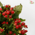 Berry Hypericum - Red (Per Bunch)-Red-China-prflorist.com.my
