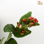 Berry Hypericum - Red (Per Bunch)-Red-China-prflorist.com.my