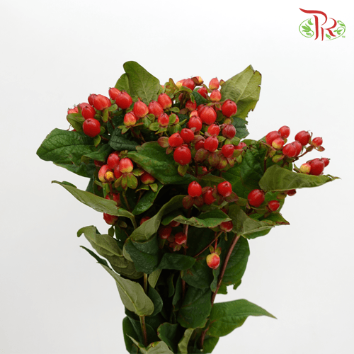 Berry Hypericum - Red (Per Bunch)-Red-China-prflorist.com.my