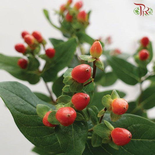 Berry Hypericum - Red (Per Bunch)-Red-Malaysia-prflorist.com.my