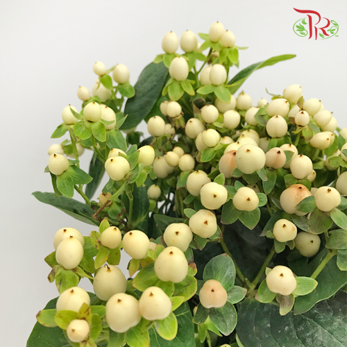 Berry Hypericum - White (Per Bunch)-White-China-prflorist.com.my