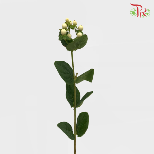 Berry Hypericum - White (Per Bunch)-White-China-prflorist.com.my