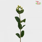 Berry Hypericum - White (Per Bunch)-White-China-prflorist.com.my