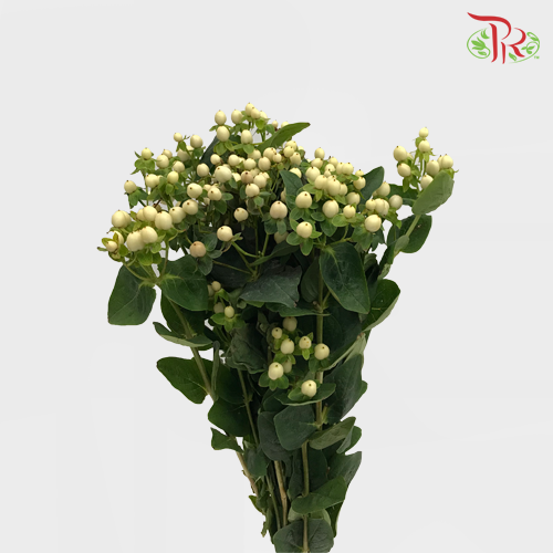 Berry Hypericum - White (Per Bunch)-White-China-prflorist.com.my