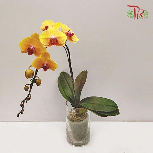 Big Single Stem Phalaenopsis Orchid - Light Orange (Without Vase)-Pudu Ria Florist-prflorist.com.my