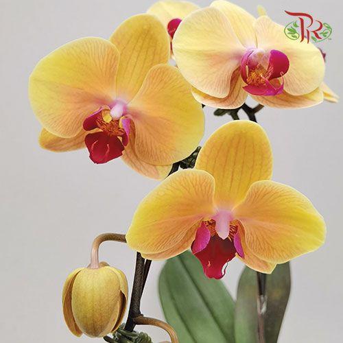 Big Single Stem Phalaenopsis Orchid - Light Orange (Without Vase)-Pudu Ria Florist-prflorist.com.my