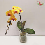 Big Single Stem Phalaenopsis Orchid - Orange (Without Vase)-Pudu Ria Florist-prflorist.com.my