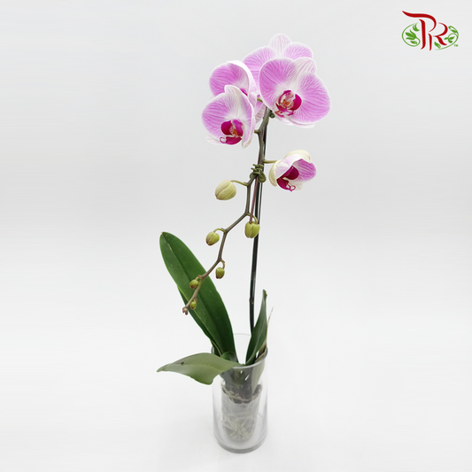Big Single Stem Phalaenopsis Orchid - Pink With Stripes *With No Vase-Pudu Ria Florist-prflorist.com.my