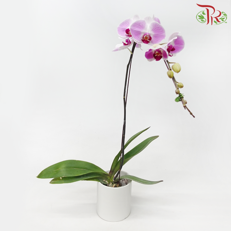 Big Single Stem Phalaenopsis Orchid - Pink With Stripes (Without Pot)-Chiffon Pink-Vietnam-prflorist.com.my