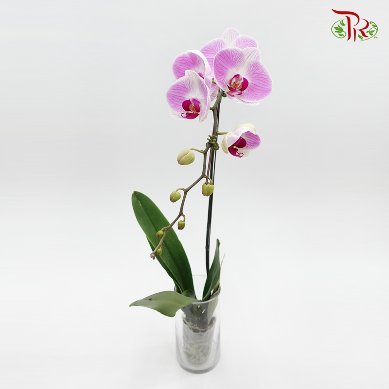 Big Single Stem Phalaenopsis Orchid - Pink With Stripes (Without Vase)-Pudu Ria Florist-prflorist.com.my