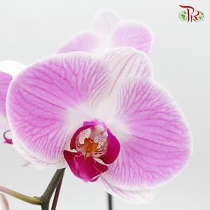 Big Single Stem Phalaenopsis Orchid - Pink With Stripes (Without Vase)-Pudu Ria Florist-prflorist.com.my