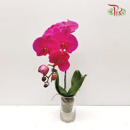 Big Single Stem Phalaenopsis Orchid - Purple (Without Vase)-Pudu Ria Florist-prflorist.com.my