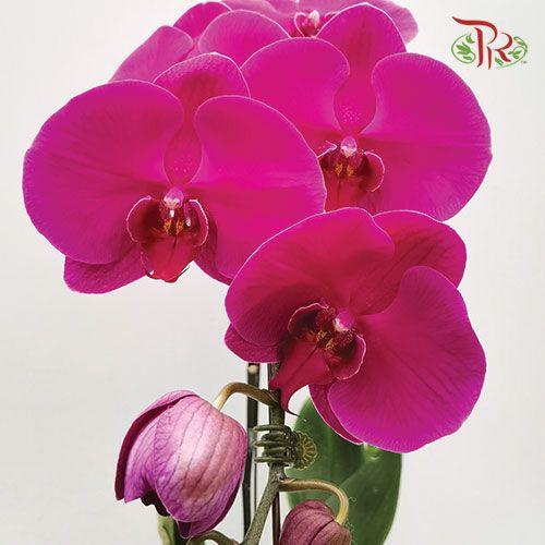 Big Single Stem Phalaenopsis Orchid - Purple (Without Vase)-Pudu Ria Florist-prflorist.com.my