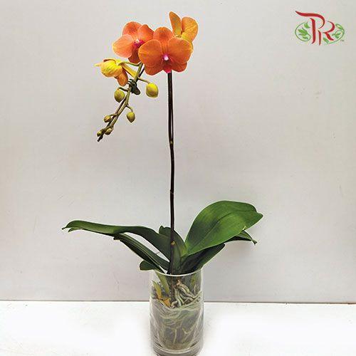 Big Single Stem Phalaenopsis Orchid - Tangerine Jin Ju (Without Vase)-Pudu Ria Florist-prflorist.com.my