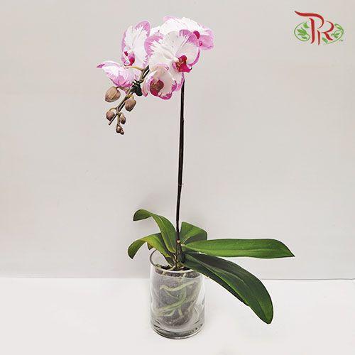 Big Single Stem Phalaenopsis Orchid - Tone Purple With Pink Lips (Without Vase)-Pudu Ria Florist-prflorist.com.my