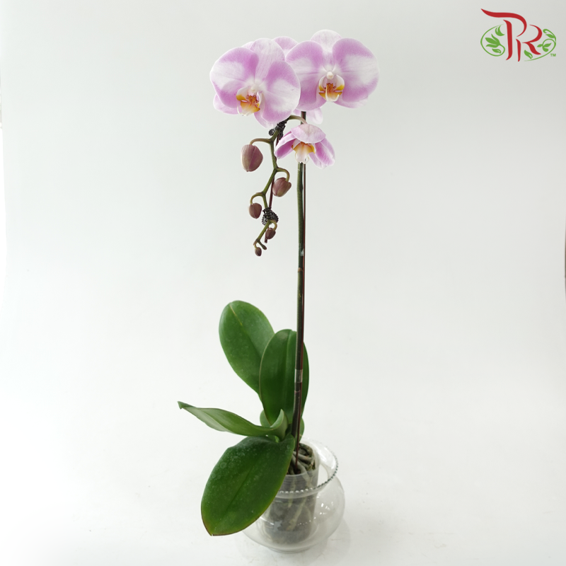 Big Single Stem Phalaenopsis Orchid - White With Light Pink SF14 (Without Vase)-Vietnam-prflorist.com.my