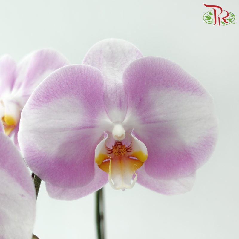 Big Single Stem Phalaenopsis Orchid - White With Light Pink SF14 (Without Vase)-Vietnam-prflorist.com.my