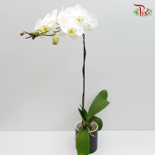 Big Single Stem Phalaenopsis Orchid - White With Yellow Lips (Without Pot)-Vietnam-prflorist.com.my