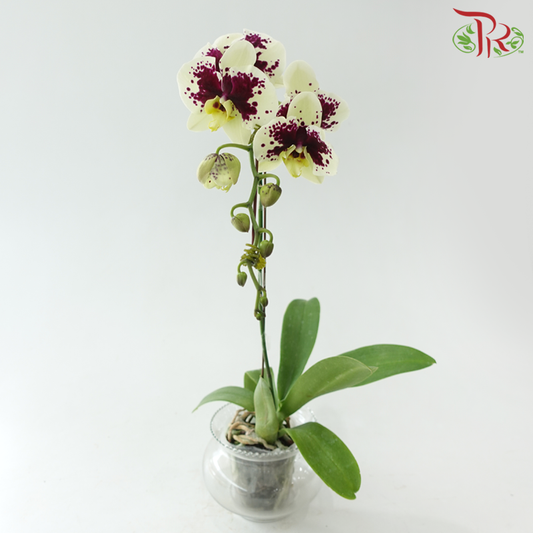 Big Single Stem Phalaenopsis Orchid - Yellow With Spot LX133 (Without Vase)-Vietnam-prflorist.com.my
