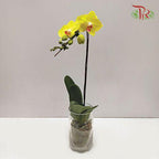 Big Single Stem Phalaenopsis Orchid - Yellow (Without Vase)-Pudu Ria Florist-prflorist.com.my