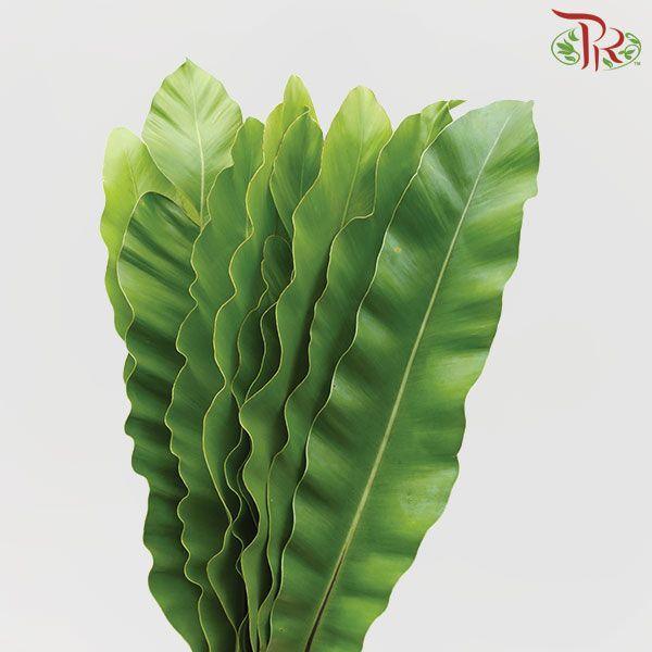 Bird Nest - L-Malaysia-prflorist.com.my