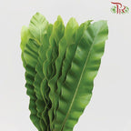 Bird Nest - L-Malaysia-prflorist.com.my