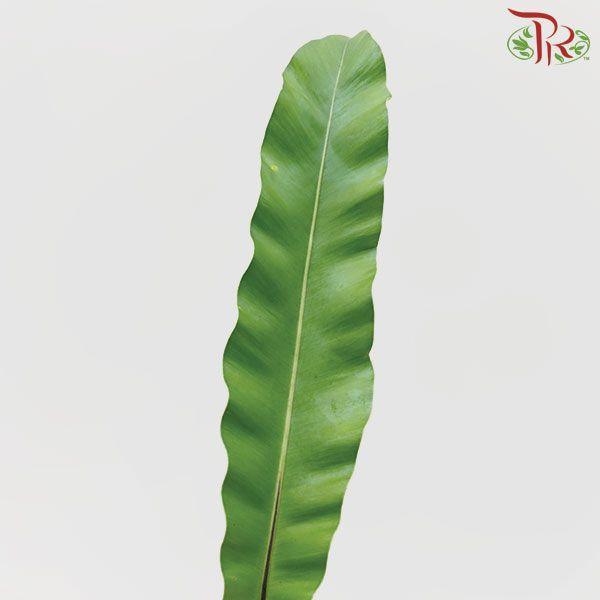 Bird Nest - L-Malaysia-prflorist.com.my