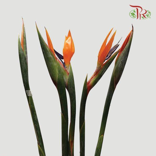 Bird Of Paradise A - (5 Stems)-Malaysia-prflorist.com.my
