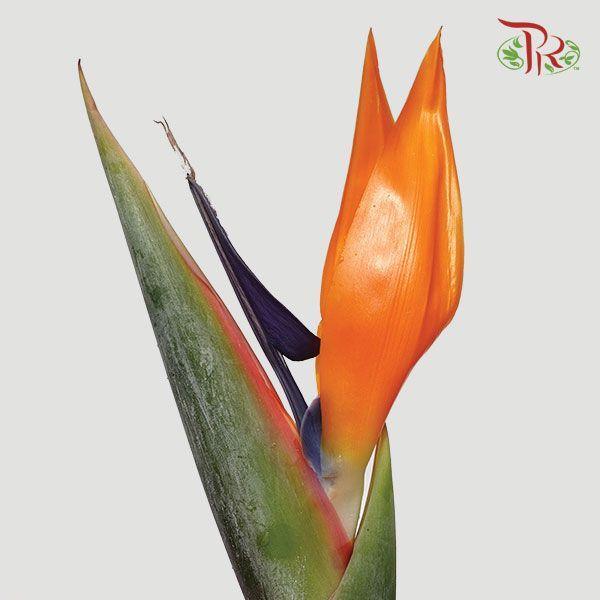 Bird Of Paradise A - (5 Stems)-Malaysia-prflorist.com.my