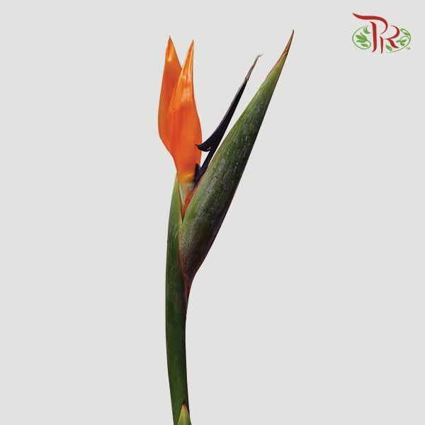 Bird Of Paradise A - (5 Stems)-Malaysia-prflorist.com.my