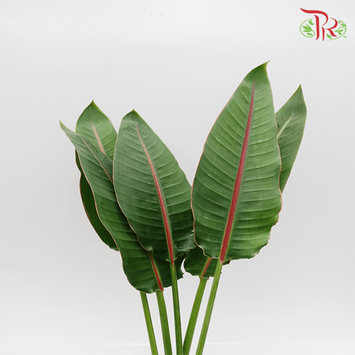 Bird Of Paradise Leaf - (5 Stems)-Malaysia-prflorist.com.my