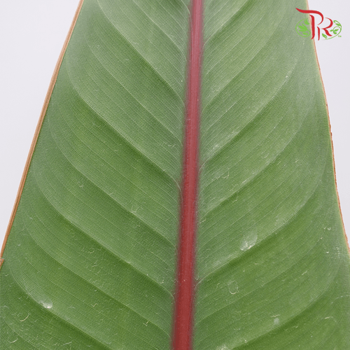 Bird Of Paradise Leaf - (5 Stems)-Malaysia-prflorist.com.my