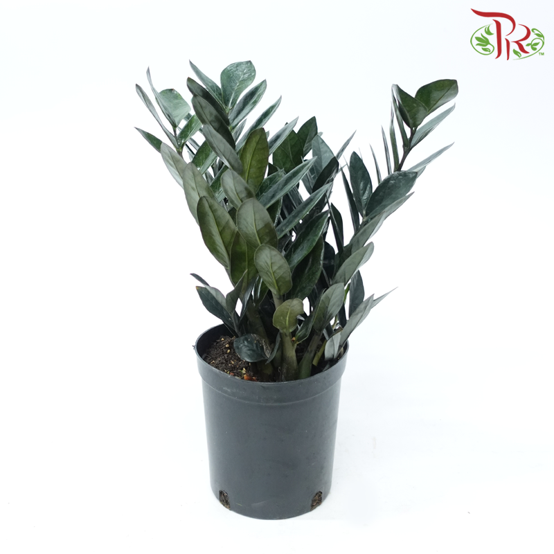 Black Zamia Raven P180《黑金金钱树》-Pudu Ria Florist-prflorist.com.my