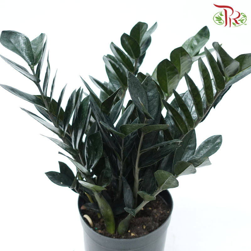 Black Zamia Raven P180《黑金金钱树》-Pudu Ria Florist-prflorist.com.my