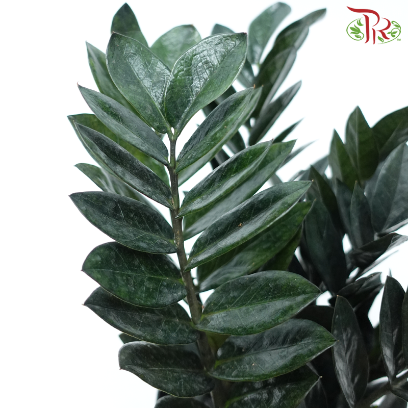 Black Zamia Raven P180《黑金金钱树》-Pudu Ria Florist-prflorist.com.my