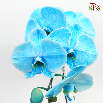 Phalaenopsis Orchid - Dyed Blue *With No Vase