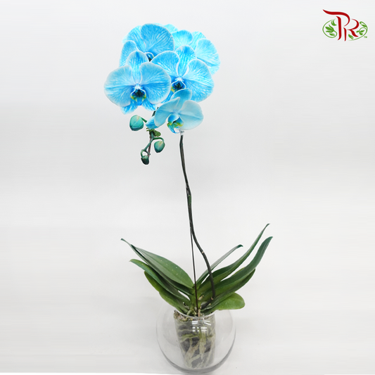 Phalaenopsis Orchid - Dyed Blue *With No Vase - Pudu Ria Florist
