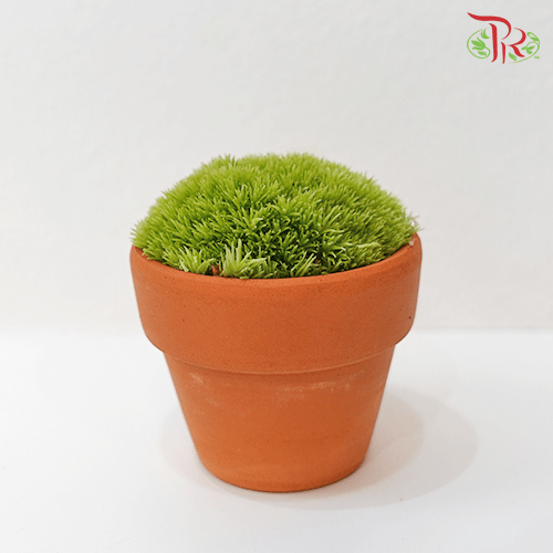 Bol Moss - (Mini)-Pudu Ria Florist-prflorist.com.my