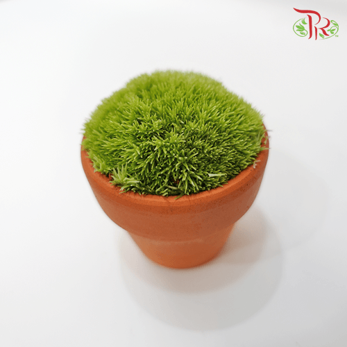 Bol Moss - (Mini)-Pudu Ria Florist-prflorist.com.my