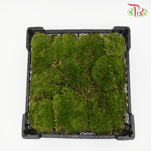 Bol Moss - Per Tray-Green-Pudu Ria Florist-prflorist.com.my