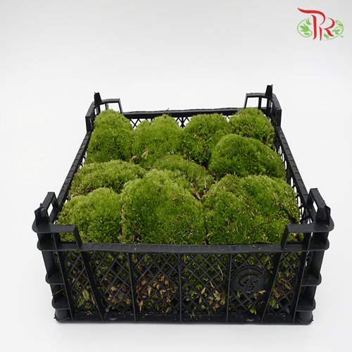 Bol Moss - Per Tray-Green-Pudu Ria Florist-prflorist.com.my